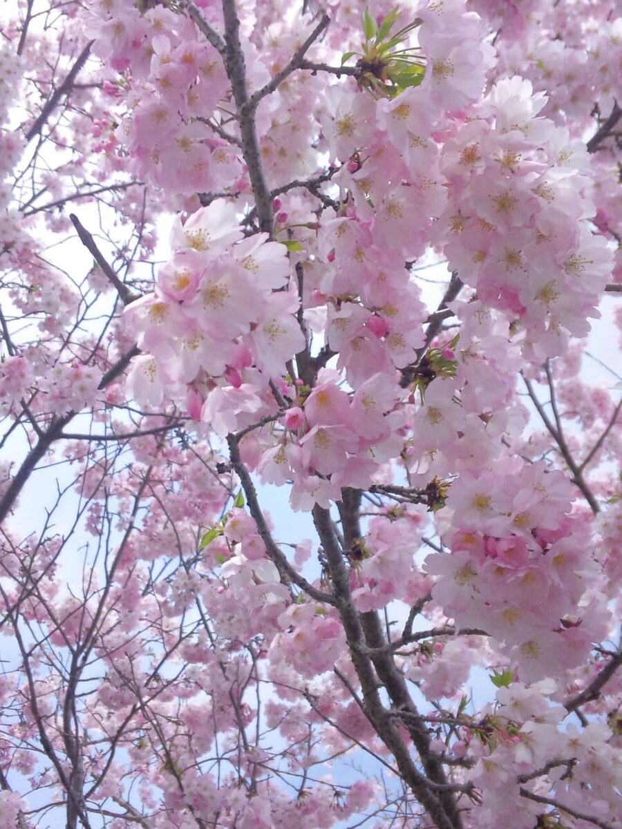 桜満開の入園式