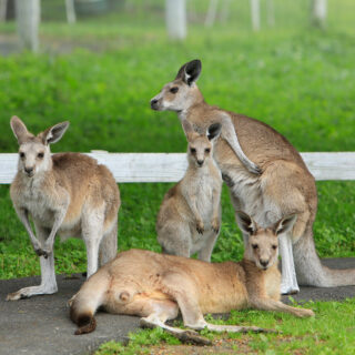 「カンガルー」は現地語で「意味が分からない」？